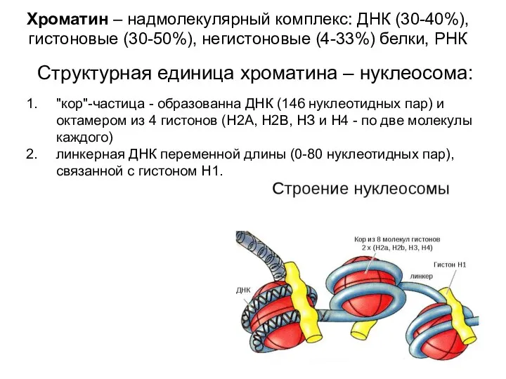 Хроматин – надмолекулярный комплекс: ДНК (30-40%), гистоновые (30-50%), негистоновые (4-33%) белки,