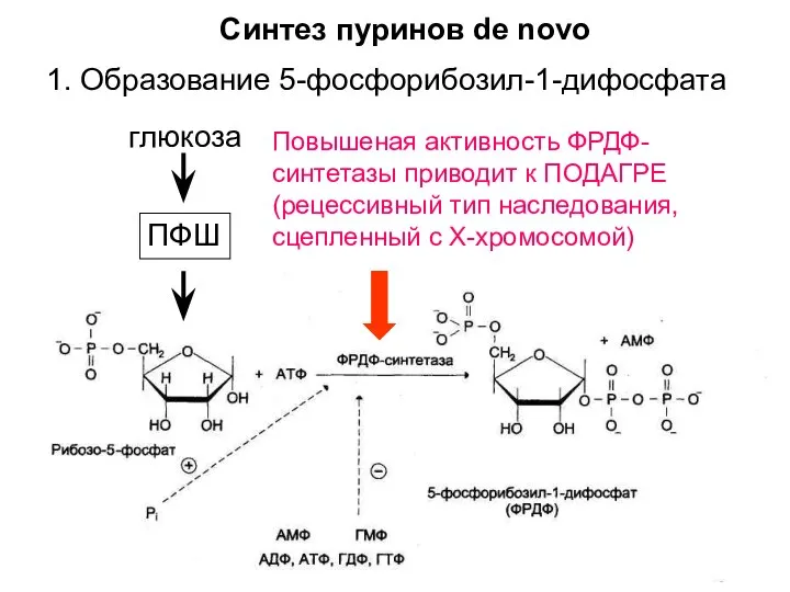 1. Образование 5-фосфорибозил-1-дифосфата ПФШ глюкоза Повышеная активность ФРДФ- синтетазы приводит к