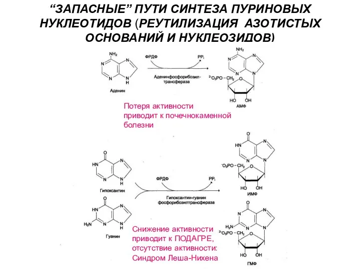 “ЗАПАСНЫЕ” ПУТИ СИНТЕЗА ПУРИНОВЫХ НУКЛЕОТИДОВ (РЕУТИЛИЗАЦИЯ АЗОТИСТЫХ ОСНОВАНИЙ И НУКЛЕОЗИДОВ) Снижение