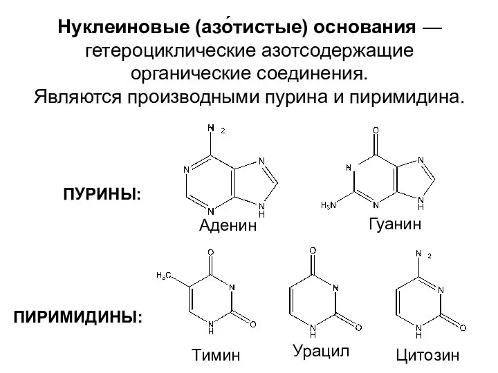 Нуклеиновые (азо́тистые) основания — гетероциклические азотсодержащие органические соединения. Являются производными пурина