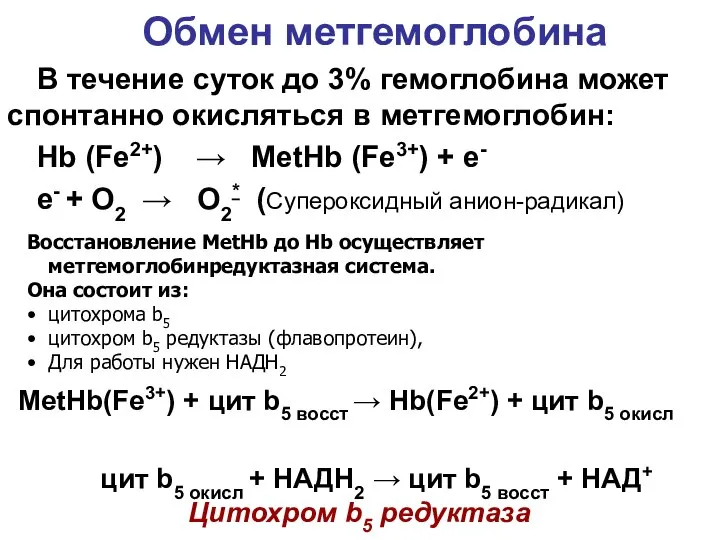 Обмен метгемоглобина В течение суток до 3% гемоглобина может спонтанно окисляться