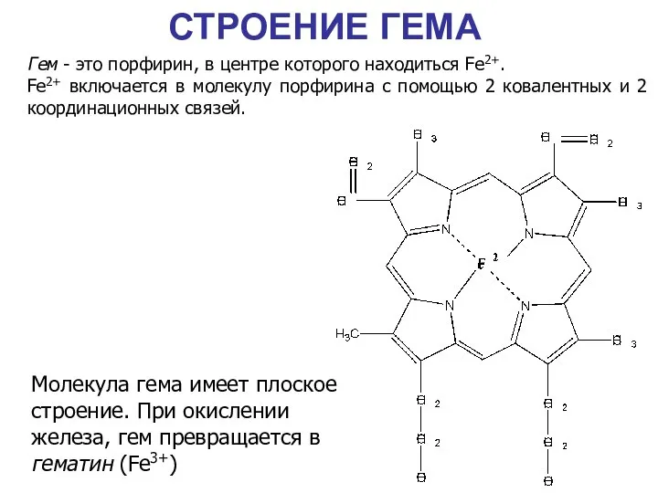 СТРОЕНИЕ ГЕМА Гем - это порфирин, в центре которого находиться Fe2+.