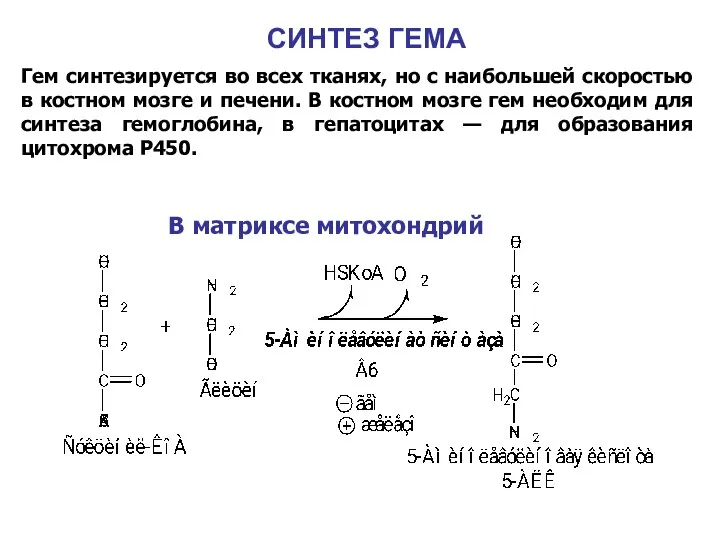 СИНТЕЗ ГЕМА Гем синтезируется во всех тканях, но с наибольшей скоростью