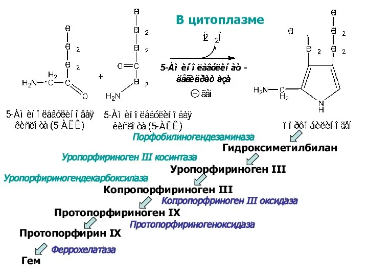 В цитоплазме Гидроксиметилбилан Уропорфириноген III Копропорфириноген III Протопорфириноген IX Протопорфирин IX