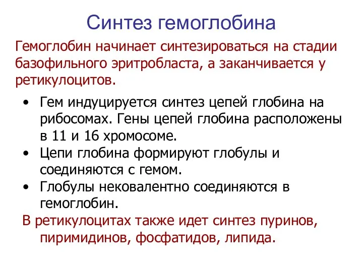 Синтез гемоглобина Гем индуцируется синтез цепей глобина на рибосомах. Гены цепей