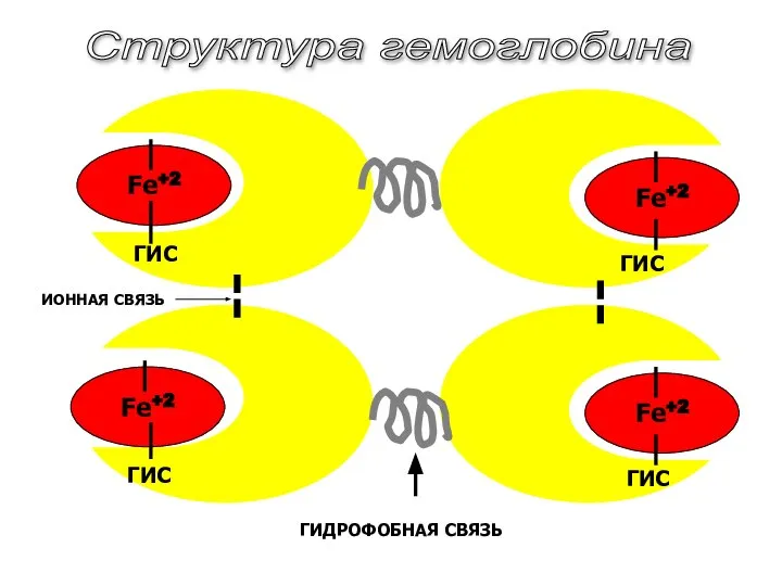Fe+2 Fe+2 Fe+2 Fe+2 ГИДРОФОБНАЯ СВЯЗЬ ИОННАЯ СВЯЗЬ Структура гемоглобина ГИС ГИС ГИС ГИС