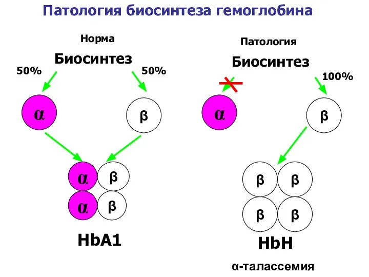 HbА1 Биосинтез α β 50% 50% α-талассемия Биосинтез α β 100%