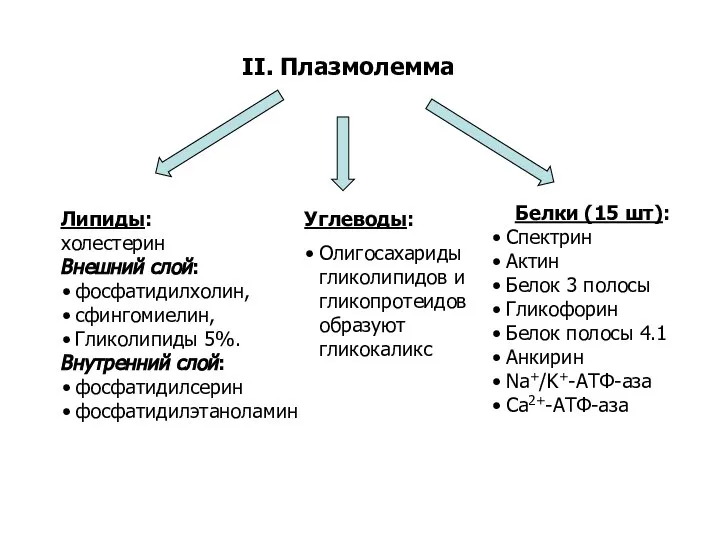 II. Плазмолемма Белки (15 шт): Спектрин Актин Белок 3 полосы Гликофорин