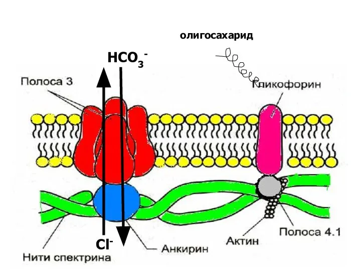 олигосахарид Cl- HCO3-