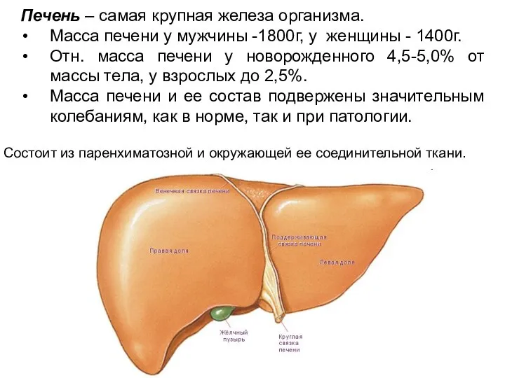 Печень – самая крупная железа организма. Масса печени у мужчины -1800г,