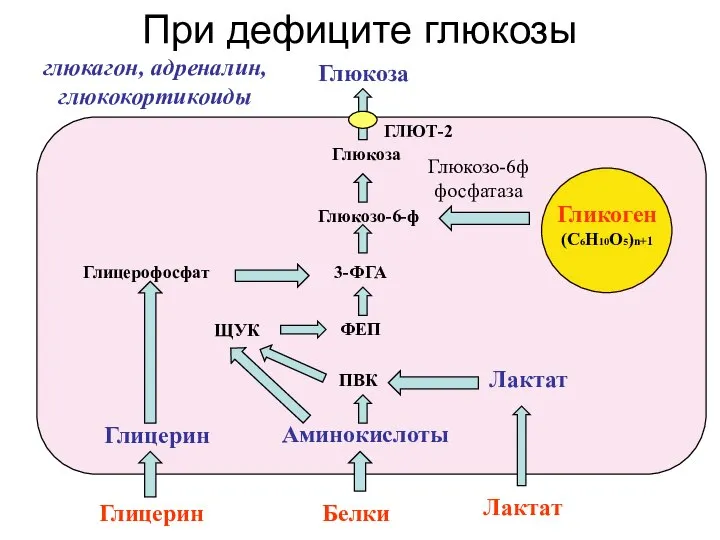 Глюкоза Глюкозо-6-ф ПВК Гликоген (С6Н10О5)n+1 Глюкозо-6ф фосфатаза При дефиците глюкозы Глюкоза