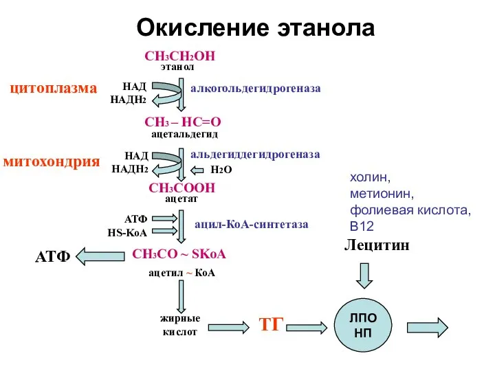 Окисление этанола СН3СН2ОН СН3 – НС=О СН3СOОH СН3СO ~ SKoA АТФ