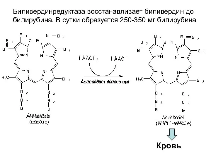 Биливердинредуктаза восстанавливает биливердин до билирубина. В сутки образуется 250-350 мг билирубина Кровь