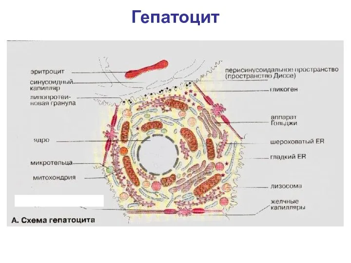 Гепатоцит