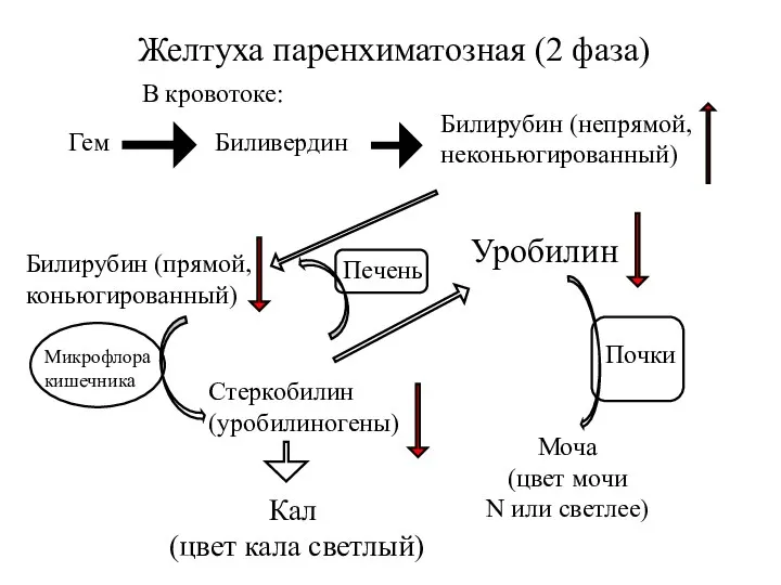 Печень Желтуха паренхиматозная (2 фаза) Билирубин (непрямой, неконьюгированный) Моча (цвет мочи
