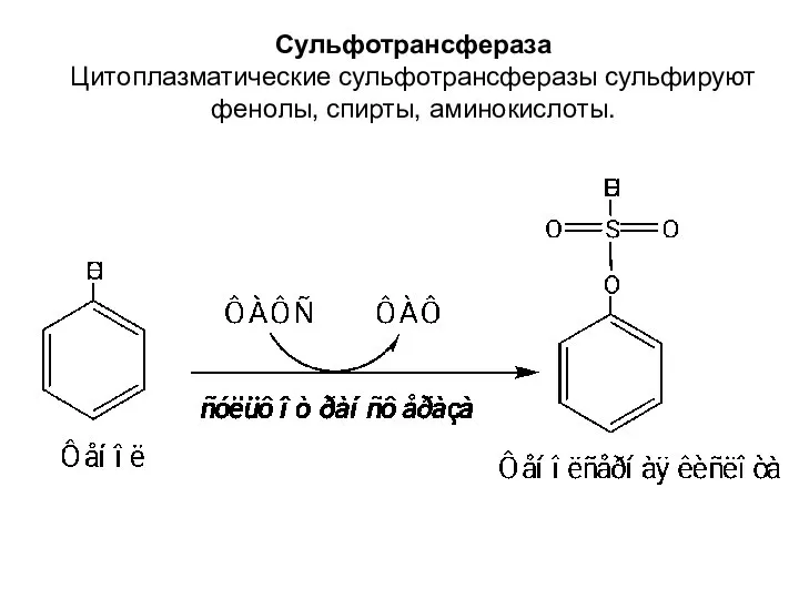 Сульфотрансфераза Цитоплазматические сульфотрансферазы сульфируют фенолы, спирты, аминокислоты.
