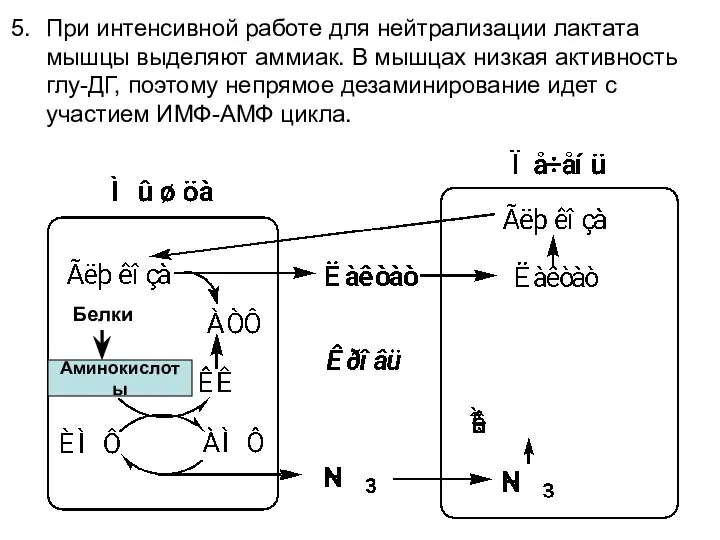 Аминокислоты Белки При интенсивной работе для нейтрализации лактата мышцы выделяют аммиак.