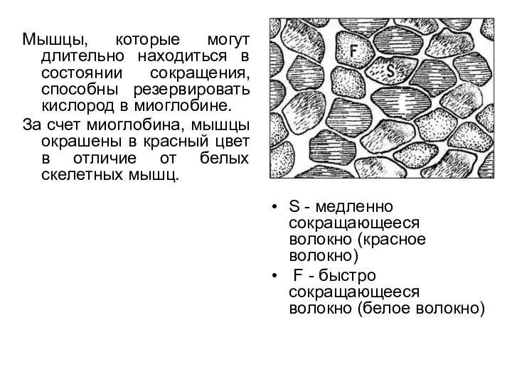 Мышцы, которые могут длительно находиться в состоянии сокращения, способны резервировать кислород