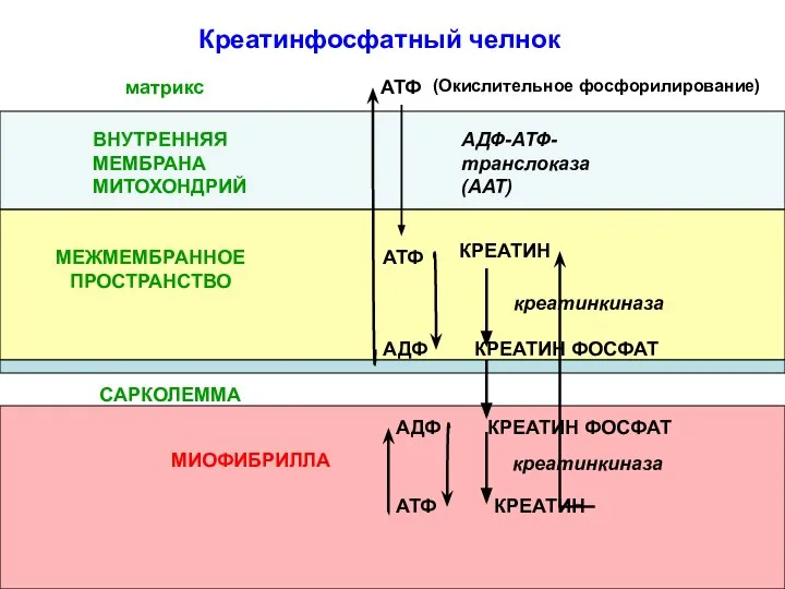 (Окислительное фосфорилирование) АТФ АДФ-АТФ-транслоказа(ААТ) ВНУТРЕННЯЯ МЕМБРАНА МИТОХОНДРИЙ КРЕАТИН КРЕАТИН ФОСФАТ АТФ