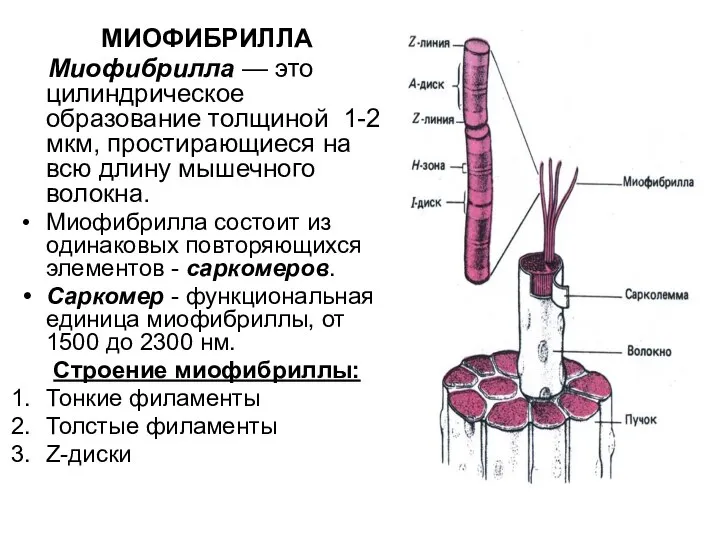 МИОФИБРИЛЛА Миофибрилла — это цилиндрическое образование толщиной 1-2 мкм, простирающиеся на