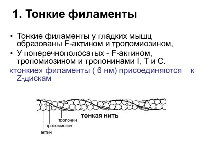 1. Тонкие филаменты Тонкие филаменты у гладких мышц образованы F-актином и