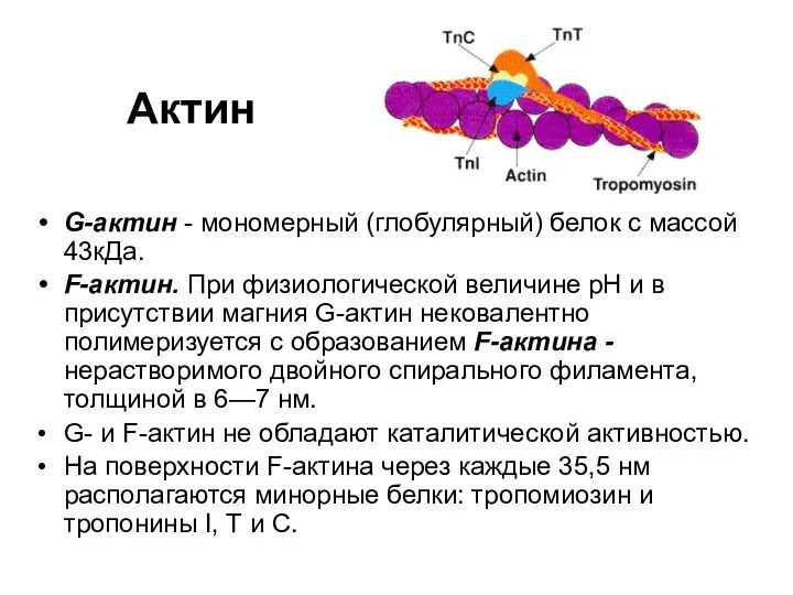 Актин G-актин - мономерный (глобулярный) белок с массой 43кДа. F-актин. При