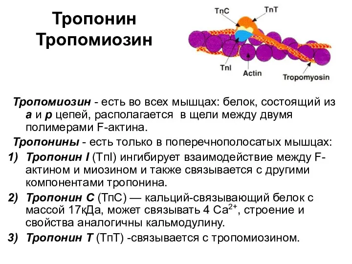 Тропомиозин - есть во всех мышцах: белок, состоящий из а и