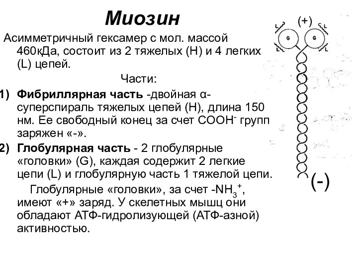 Миозин Асимметричный гексамер с мол. массой 460кДа, состоит из 2 тяжелых