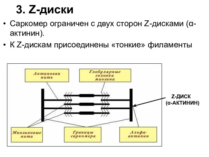 3. Z-диски Саркомер ограничен с двух сторон Z-дисками (α-актинин). К Z-дискам присоединены «тонкие» филаменты Z-ДИСК (α-АКТИНИН)