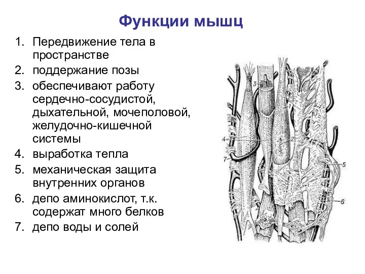 Функции мышц Передвижение тела в пространстве поддержание позы обеспечивают работу сердечно-сосудистой,