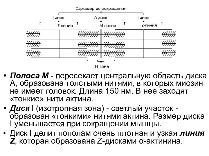 Полоса М - пересекает центральную область диска А, образована толстыми нитями,