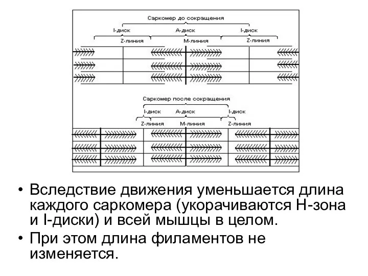 Вследствие движения уменьшается длина каждого саркомера (укорачиваются Н-зона и I-диски) и