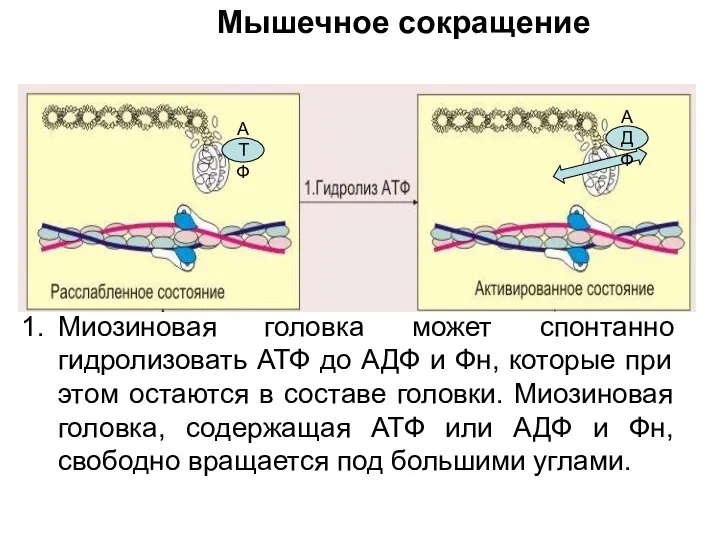 Миозиновая головка может спонтанно гидролизовать АТФ до АДФ и Фн, которые