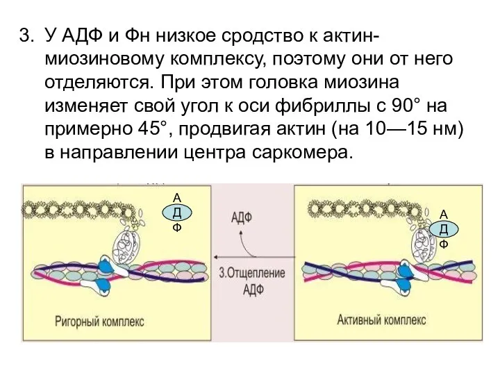 У АДФ и Фн низкое сродство к актин-миозиновому комплексу, поэтому они