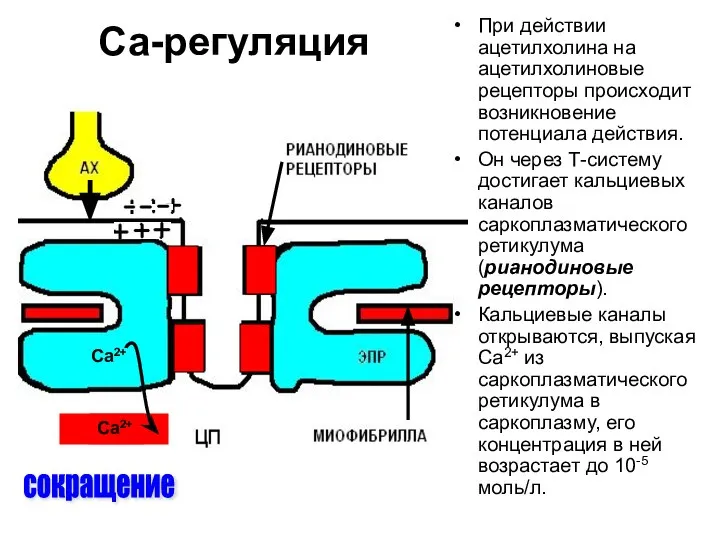 Са-регуляция сокращение При действии ацетилхолина на ацетилхолиновые рецепторы происходит возникновение потенциала