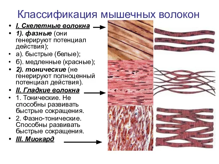 I. Скелетные волокна 1). фазные (они генерируют потенциал действия); а). быстрые