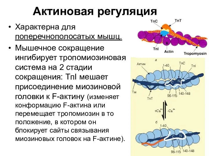 Актиновая регуляция Характерна для поперечнополосатых мышц. Мышечное сокращение ингибирует тропомиозиновая система