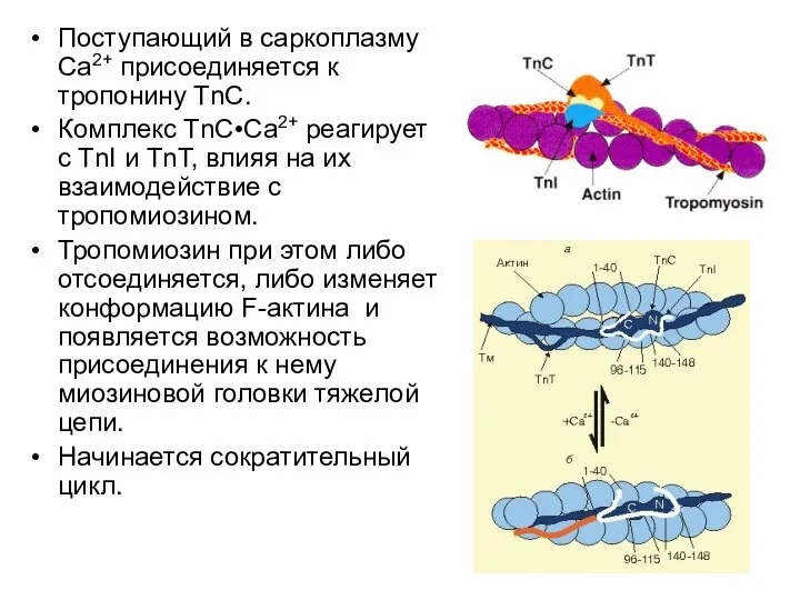 Поступающий в саркоплазму Са2+ присоединяется к тропонину ТnС. Комплекс ТnС•Са2+ реагирует
