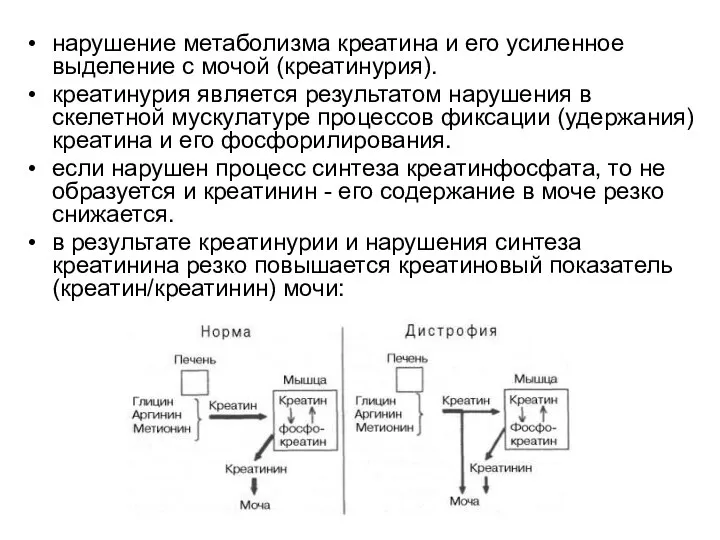 нарушение метаболизма креатина и его усиленное выделение с мочой (креатинурия). креатинурия