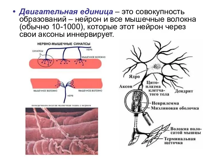 Двигательная единица – это совокупность образований – нейрон и все мышечные