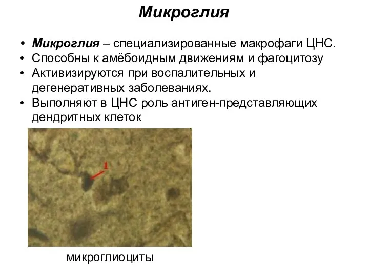 Микроглия – специализированные макрофаги ЦНС. Способны к амёбоидным движениям и фагоцитозу