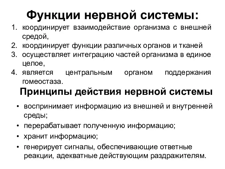 Функции нервной системы: воспринимает информацию из внешней и внутренней среды; перерабатывает