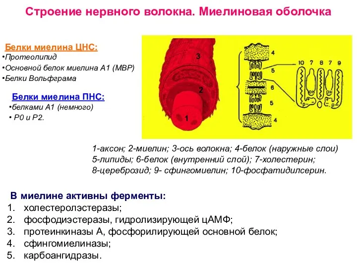 Строение нервного волокна. Миелиновая оболочка 1 2 3 1-аксон; 2-миелин; 3-ось