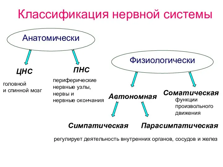 Классификация нервной системы Анатомически Физиологически ЦНС ПНС Соматическая Автономная Симпатическая Парасимпатическая