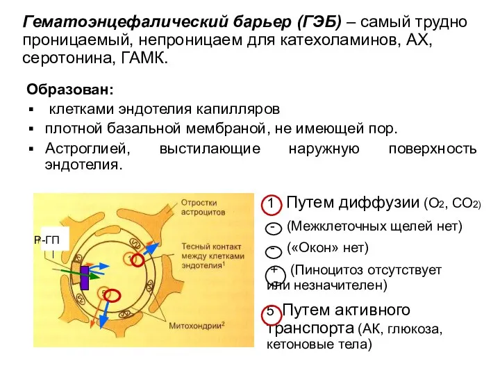 Образован: клетками эндотелия капилляров плотной базальной мембраной, не имеющей пор. Астроглией,