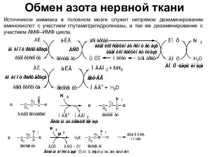 Обмен азота нервной ткани Источником аммиака в головном мозге служит непрямое