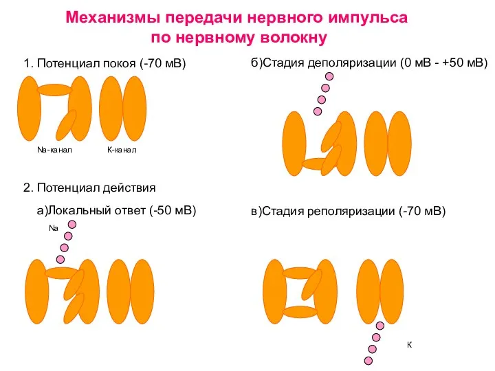 Механизмы передачи нервного импульса по нервному волокну 1. Потенциал покоя (-70