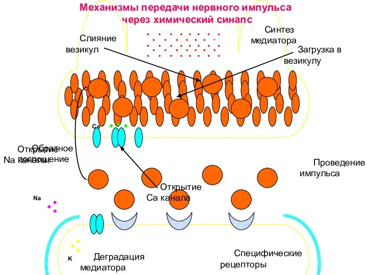 Са Na K Синтез медиатора Загрузка в везикулу Слияние везикул Специфические