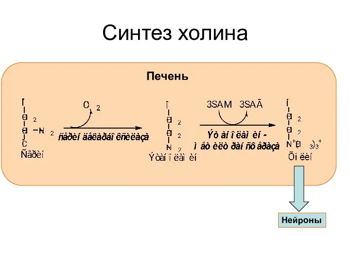 Синтез холина Печень Нейроны