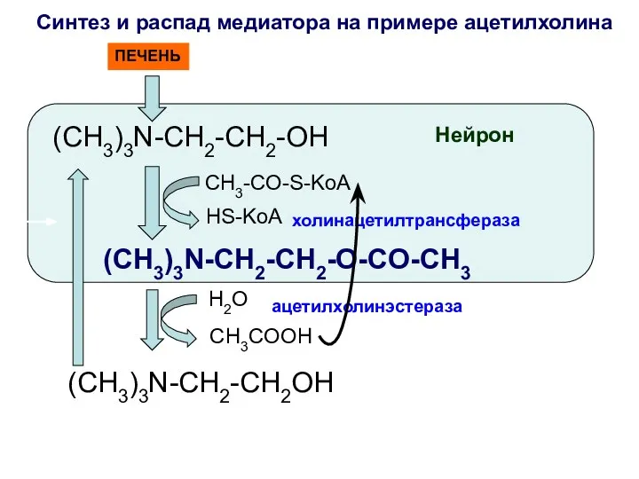 Синтез и распад медиатора на примере ацетилхолина (CH3)3N-CH2-CH2-OH холинацетилтрансфераза (CH3)3N-CH2-CH2-O-CO-CH3 H2O